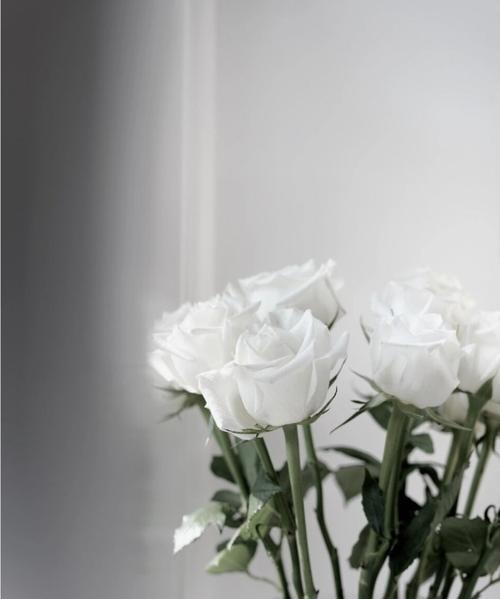 白色玫瑰（揭秘白色玫瑰所代表的深刻含义）