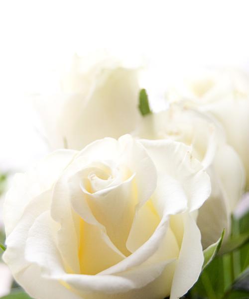 白色玫瑰（揭秘白色玫瑰所代表的深刻含义）