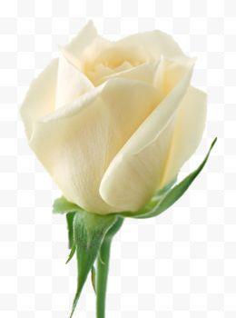 白色玫瑰花的象征意义（探索白色玫瑰的美与内涵）
