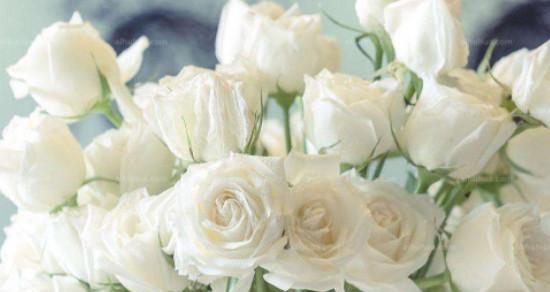 白色玫瑰花的象征意义（探索白色玫瑰的美与内涵）