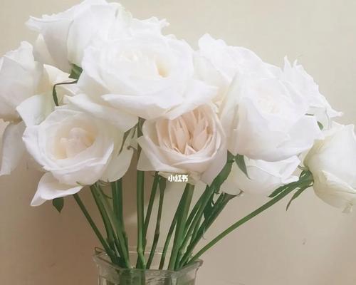 白色玫瑰花的象征意义与寓意（美丽纯洁的白色玫瑰花在心灵中的印记）