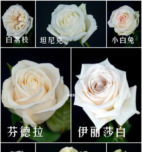 白色玫瑰花的寓意与意义（探寻白色玫瑰花的情感象征与文化内涵）