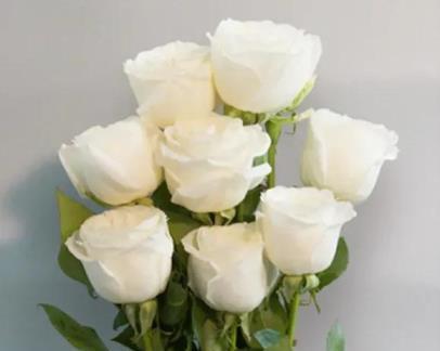 白色玫瑰花花语（用白色玫瑰传达你心中的情感）