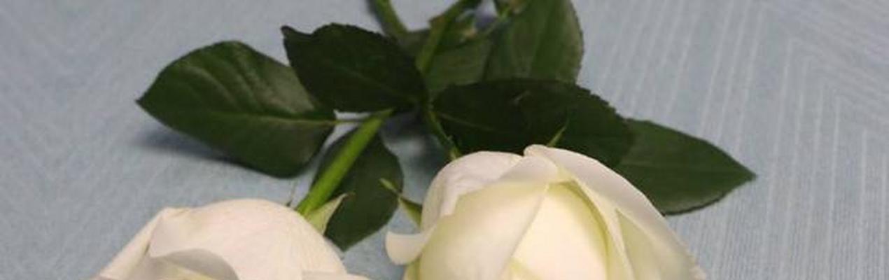 白色玫瑰花花语（用白色玫瑰传达你心中的情感）