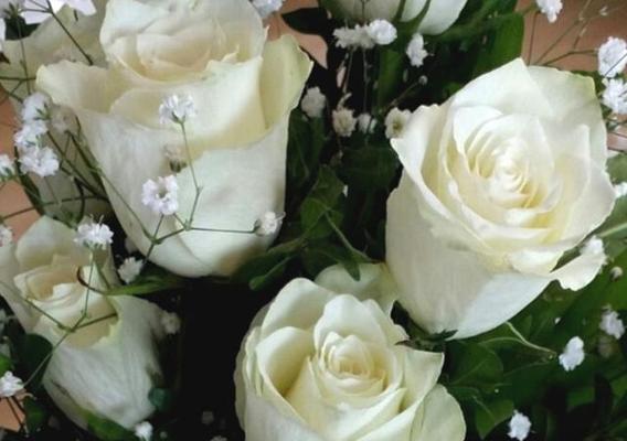 白色玫瑰的花语与寓意（纯洁与真爱的象征--白色玫瑰）