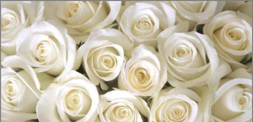 白色玫瑰的花语与寓意（纯洁与真爱的象征--白色玫瑰）