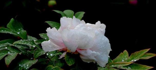 白色牡丹花的寓意（花开富贵）