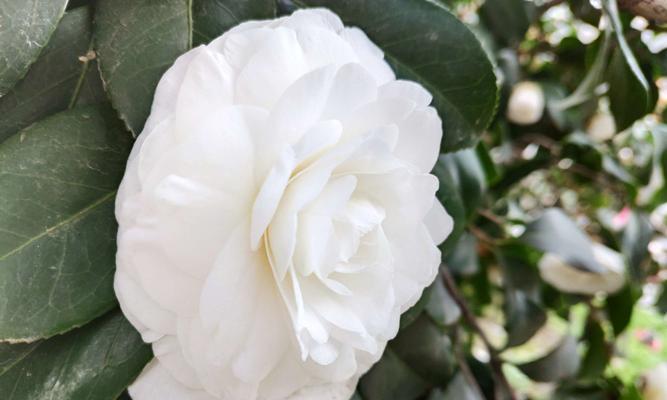 白色山茶花的花语及其美丽之处（探寻白色山茶花的花语和独特魅力）