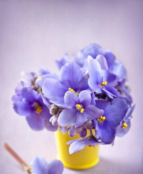 白色紫罗兰的花语（传递真挚情感的花卉）