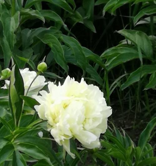 白芍药的花语与美丽的含义（用花语感受白芍药的纯洁和高贵）