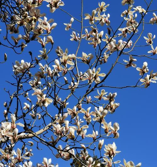 白玉兰花的花语与寓意（探索白玉兰花独特的象征意义）