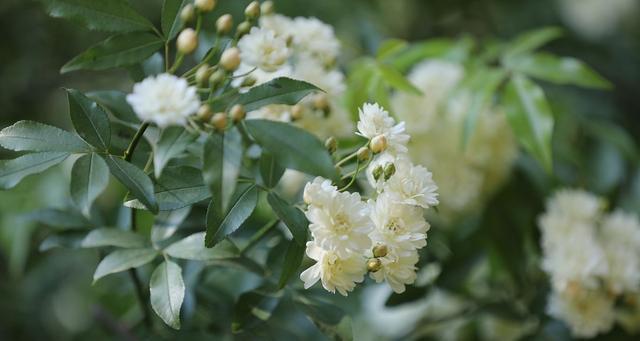 木香花的缺点是什么（有关木香花的种植方法）