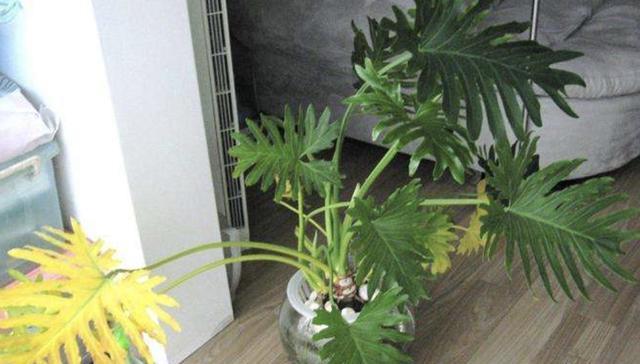 水瓶树生长在什么地方（种植水瓶树的注意事项）