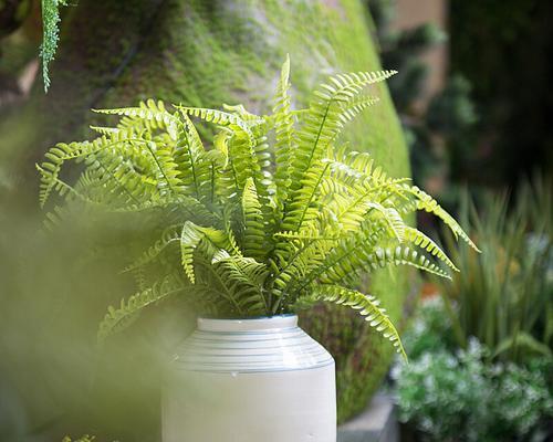 波士顿蕨类植物怎么养（波士顿蕨的养护知识）