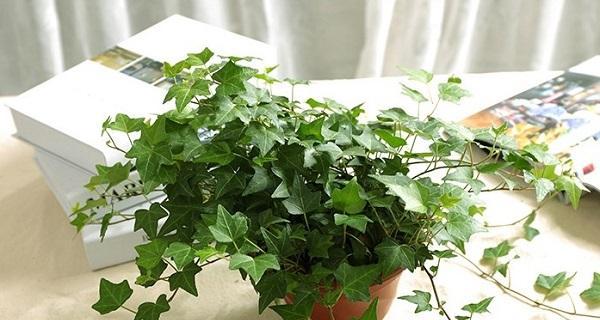 常青藤植物怎么养（了解常春藤养殖方法）