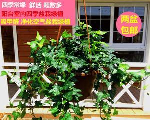 常青藤植物怎么养（了解常春藤养殖方法）