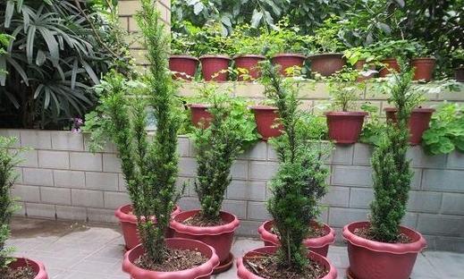 红豆杉盆栽种植方法和注意事项（有关红豆杉的养护技巧）