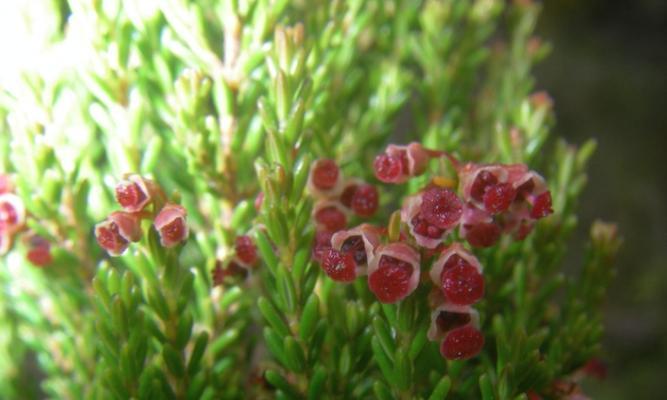 双子叶植物有哪些（双子叶植物名称大全）