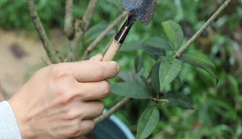 桂花树扦插繁殖方法（如何成功繁殖桂花树苗）