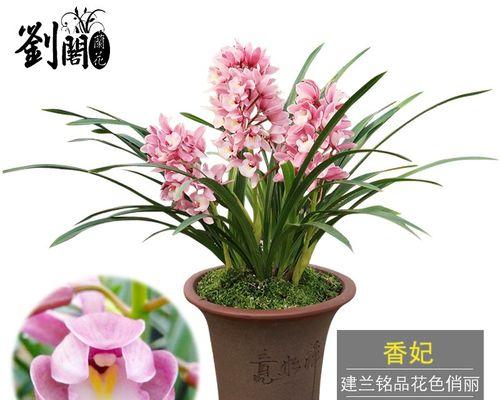 文心兰好养吗怎么养（盆栽文心兰的养殖方法和注意事项）