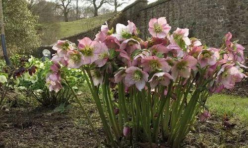 铁筷子花能活几年（养护铁筷子的注意事项）