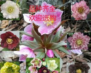 铁筷子花能活几年（养护铁筷子的注意事项）