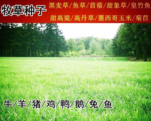 黑麦草种植方法和时间（黑麦草的种植方法和时间）