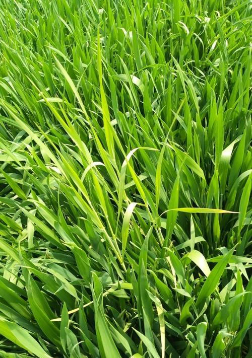 黑麦草种植方法和时间（黑麦草的种植方法和时间）