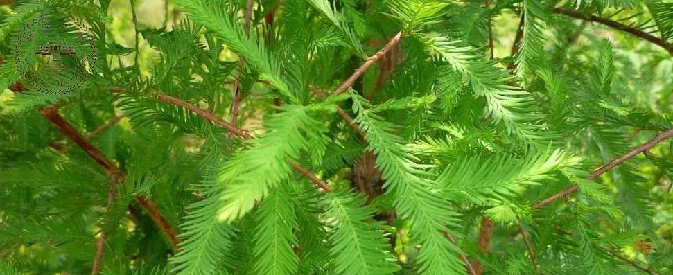 中山杉耐寒吗（关于中山杉的种植方法）