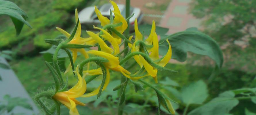 小西红柿怎么种植盆栽（家庭阳台番茄种植方法）