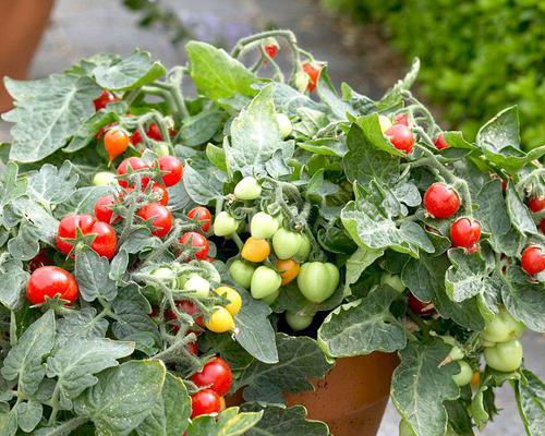 小西红柿怎么种植盆栽（家庭阳台番茄种植方法）