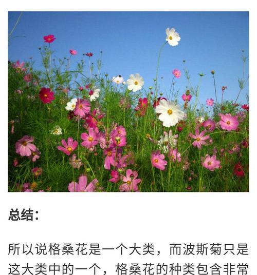 格桑花和波斯菊的区别是什么（描述格桑花和波斯菊的不同点）