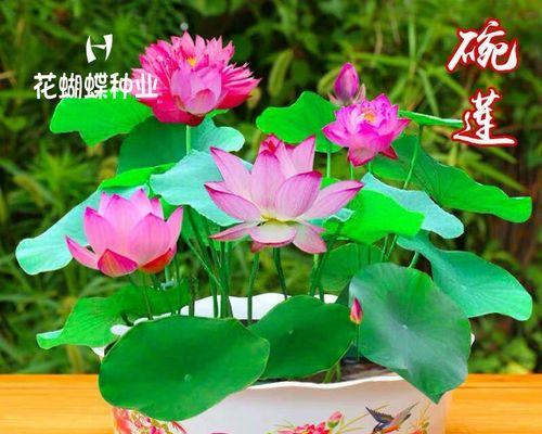 碗莲种子如何开口（碗莲盆栽养殖方法讲解）
