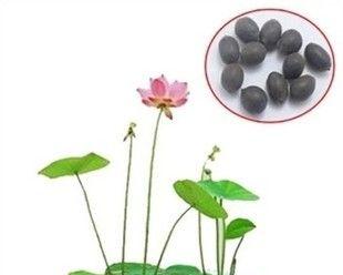 碗莲种子如何开口（碗莲盆栽养殖方法讲解）