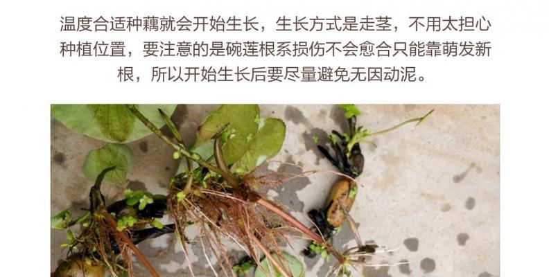 碗莲种子如何开口（碗莲盆栽养殖方法讲解）