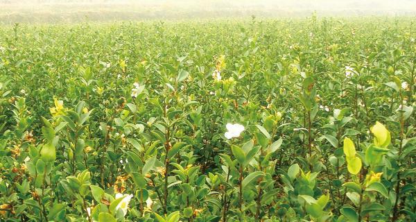 油茶怎么种植（种植油茶树的注意事项）