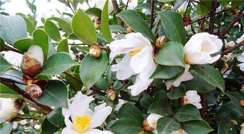 油茶怎么种植（种植油茶树的注意事项）
