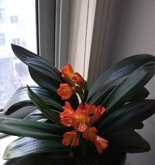 君子兰开花后的茎怎么处理