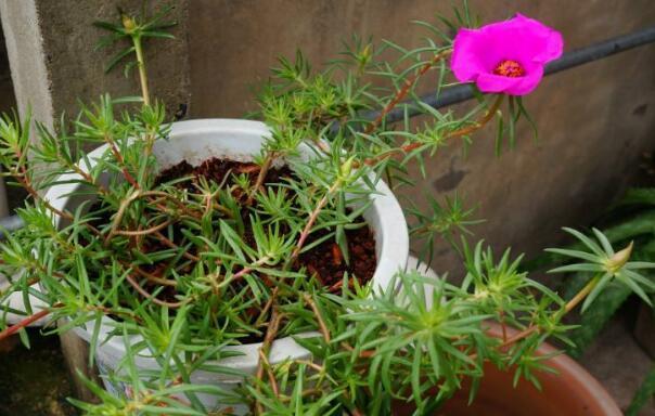 太阳花种子怎么种植（太阳花种植方法和时间）