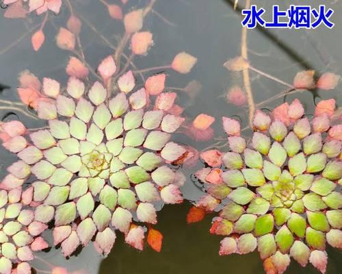 睡莲花怎么水养（睡莲花水养技巧）