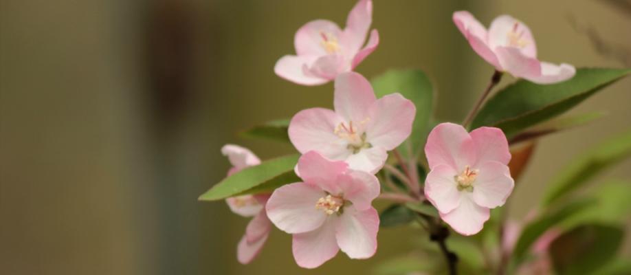 春天开的花有哪些花（春天代表性的花大全）