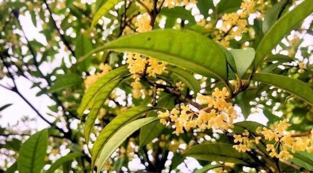 桂花什么时候种植（桂花树种植时间及方法）