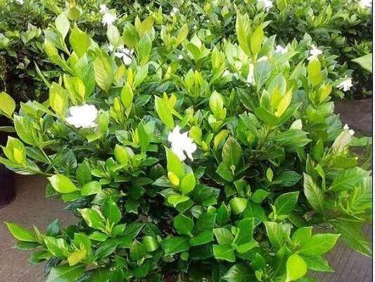 栀子花怎么养家庭养法（栀子花的养殖注意事项）