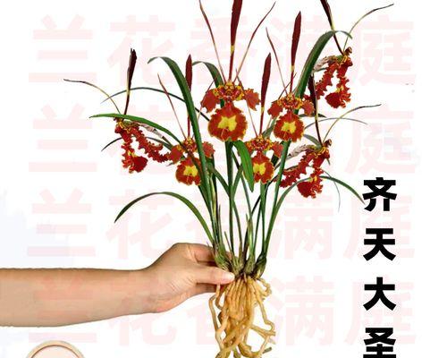 兰花什么时候开花（观赏兰花花期简介）