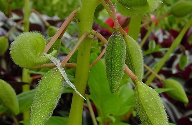 植物靠什么传播种子（盘点十种植物传播方式）