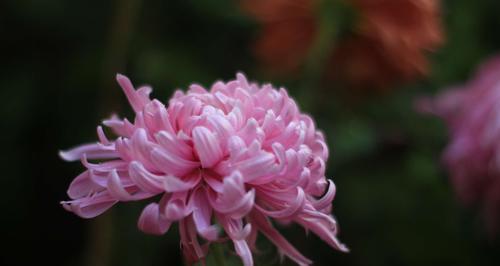 菊花形状像什么东西（菊花形状简单介绍）