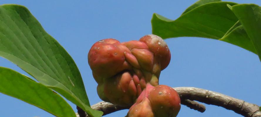 玉兰种子怎么种（玉兰种植方法与技巧）