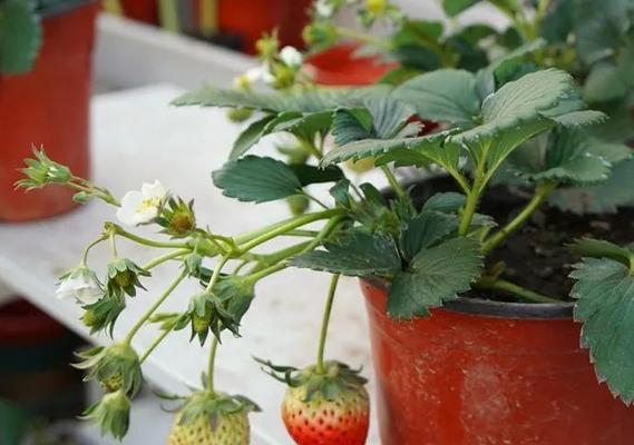 草莓的种植方法和技术（掌握草莓种植的关键）