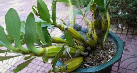 石斛在家怎样种植方法（家庭盆栽石斛栽培方法）