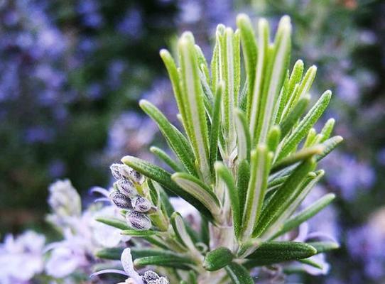 迷迭香种植方法及养护（迷迭香种植方法全过程）